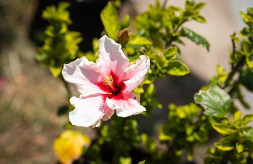 Garden House with Pool, 10min to center - Foto 30