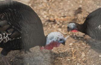 Casa di Voz Suites complex & free gym services by "elite" - Foto 76