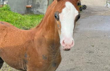 Reihenhaus Geltinger Bucht - Foto 24