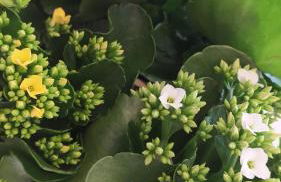 Magnolia l'Escala 2, casa con piscina y barbacoa a 100m de la playa - Foto 6