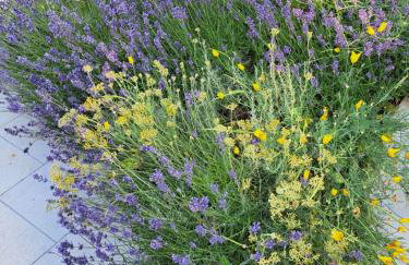 Kuća Roža - Dolinci - Foto 13