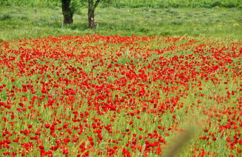Chalet Coquelicot (Co-cli-co) relax in nature - Photo 30