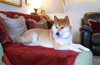 Jackdaw Cottage-Beautiful Cottage, Town Centre - Photo 29