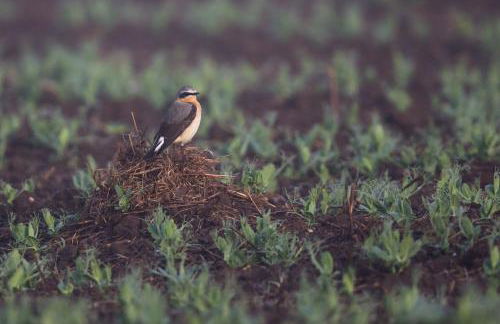 Soulton Hall - Foto 18