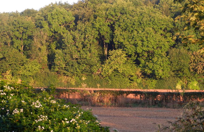 Cosy 5m Bell Tent Glamping in Rural Herefordshire - Foto 29