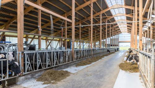 Friesenhof Janssen - Urlaub auf dem Bauernhof - Foto 4