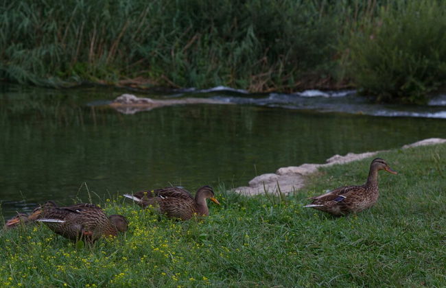Villa Tomic - Foto 31