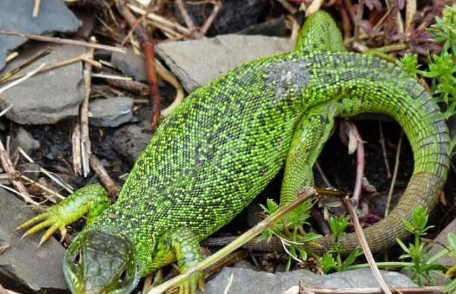 Ferienwohnung Haus Kotthoff - Foto 29