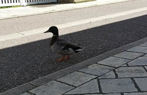 La maison au bord de l'eau - Foto 37