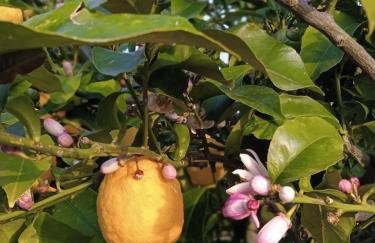 Julietta Suites - Photo 33