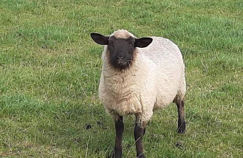Appartement Landhaus Markus, Suderschwei - Foto 50