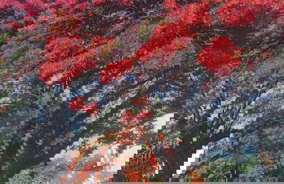 Room in House - Una Joya Para Dormir En Chapalita - Foto 25