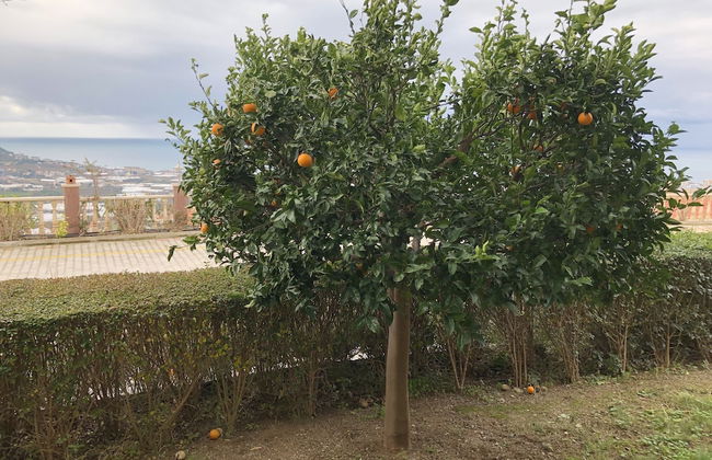 Gold City 3 bedroom Villa 2 - Foto 16