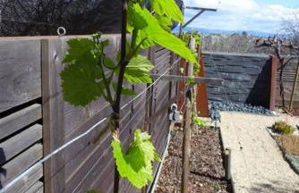 Beautiful Downtown & Bay Bridge, Vineyard Views! - Foto 16