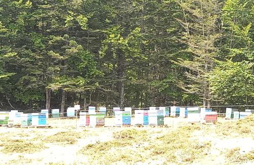 Appartement rue de la cascade 64440 Eaux-Bonnes - Foto 9