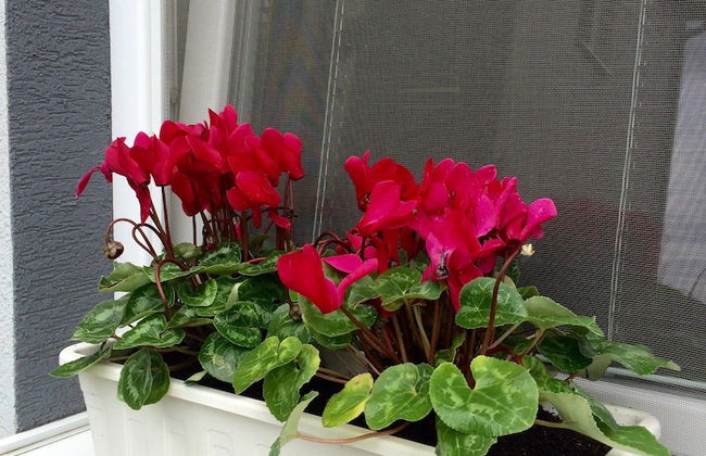 Ferienhaus Piešťany - Foto 26