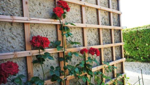 17 William Street - Foto 5, Garden, Garden view