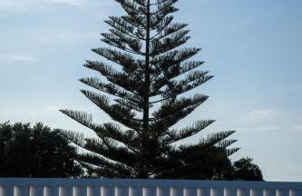 ENTRE MUROS - Turismo Rural - Casa com jardim e acesso direto ao mar - Photo 12
