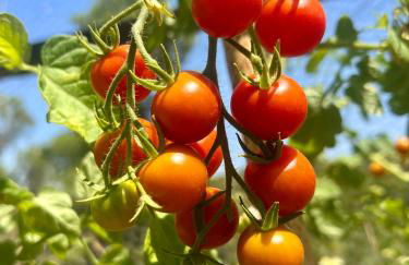 B&B Masia Katmandú - Foto 68