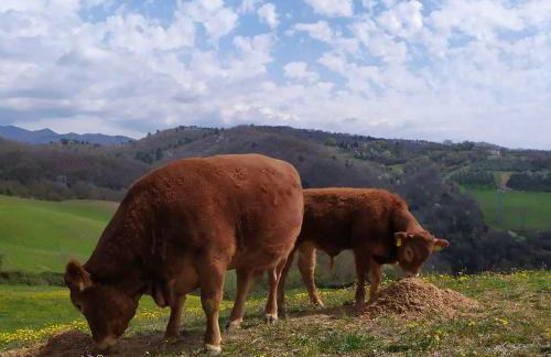 Agriturismo Corzano - Foto 32