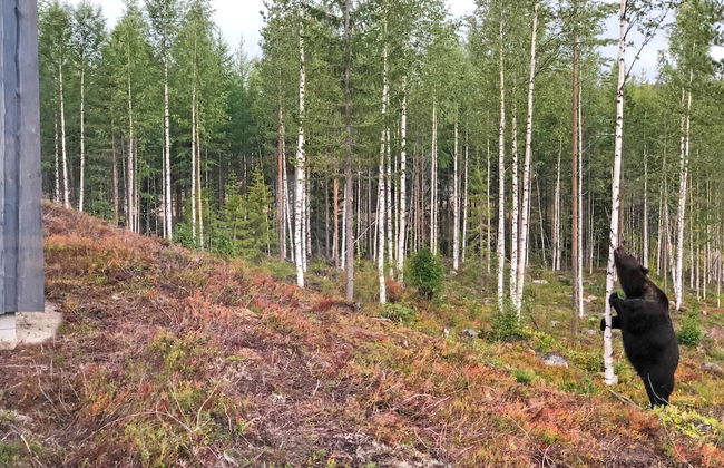 Bear Centre - Foto 19