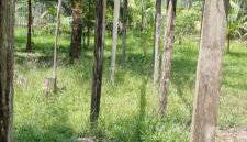 Sitio na floresta px a Belém - Foto 4