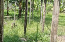 Sitio na floresta px a Belém - Photo 4