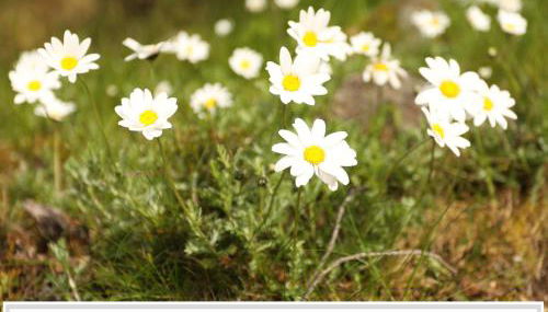 Cota 1500 - Chalé 32 - Penhas da Saúde - Foto 5