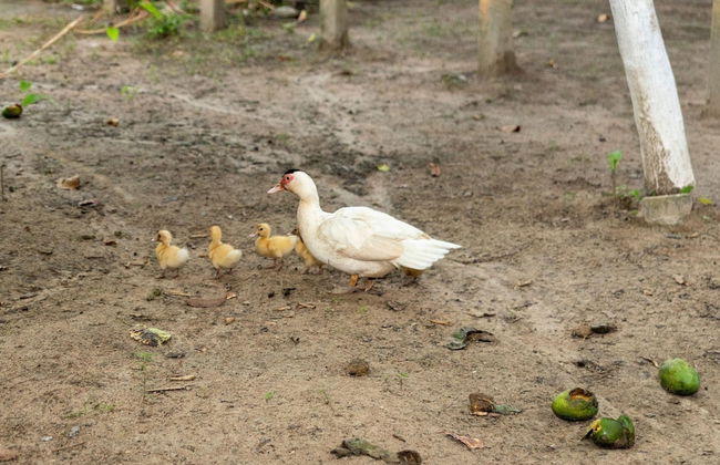 Chácara Shallon -São Miguel dos Milagres - Foto 30
