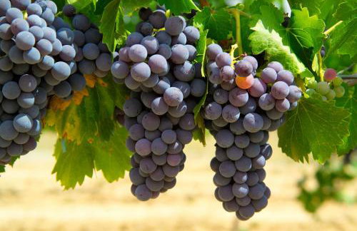 Apartamentos Casa Sanz - Foto 57