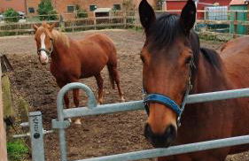 Wohnen auf dem Bauernhof - Foto 9