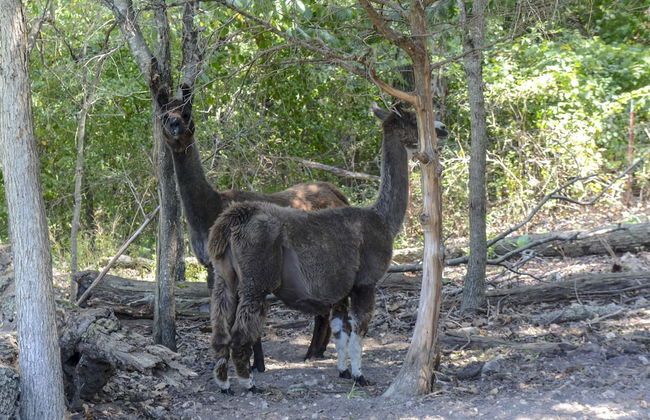 Llama House - Foto 45