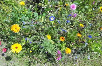 Fewo Storchennest - Foto 13