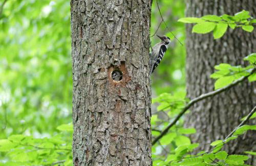 Żurawie gniazdo, elegancki zakątek w Puszczy Białowieskiej - Foto 42