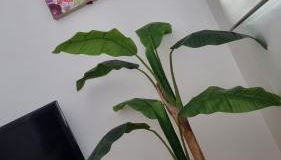 Casa Bolboretas - Foto 5