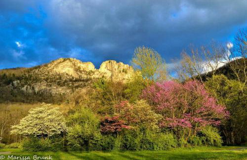 Treehouse Cabin in Riverton, WV - Foto 18