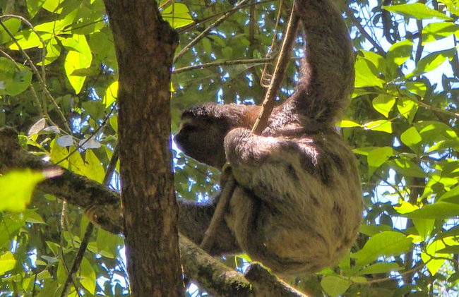 Visita guiada al bosque de Tijuca para grupos pequeños - Foto 35