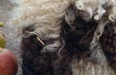 Ferienhaus mit Minibauernhof - Photo 10