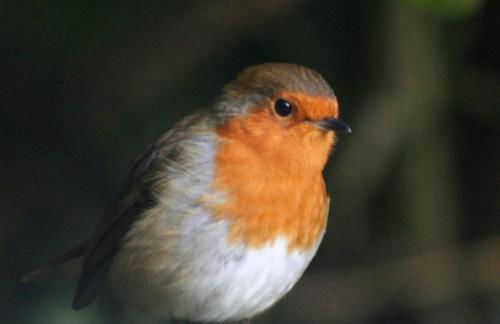 Lann Dearg Studios - Photo 15