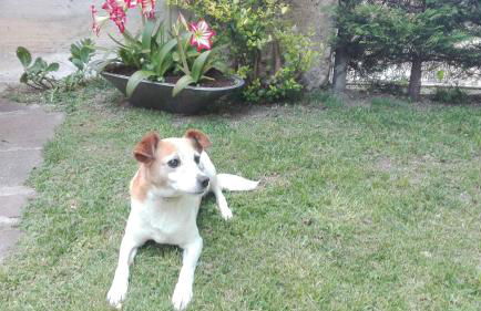 Corte Faliva - Foto 29