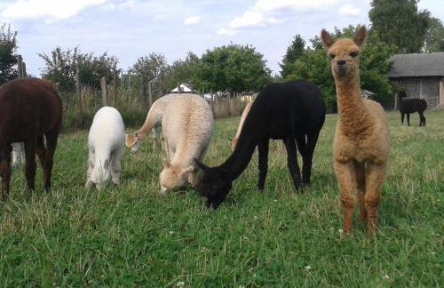 Alpaka-Ranczo AFF - Foto 69