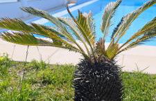 Ericeira -Oceonview Villa with Pool and Whirlpool - Photo 7