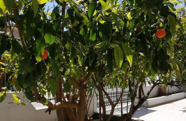 Rhodes Paulsia Cosy Apartments - Foto 57