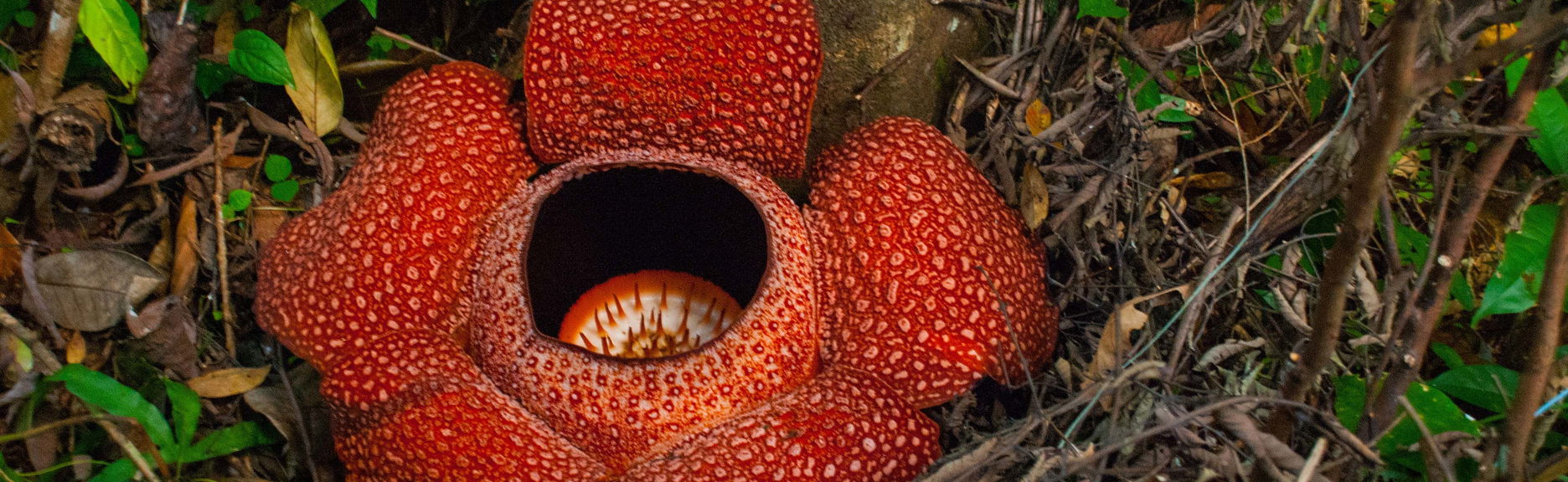 Tour de la rafflesia por las Cameron Highlands