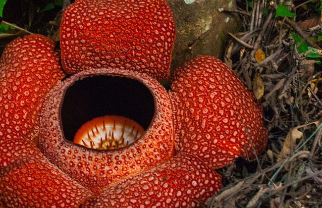 Tour de la rafflesia por las Cameron Highlands - Foto 1