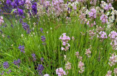 Lavender cottage - Foto 25