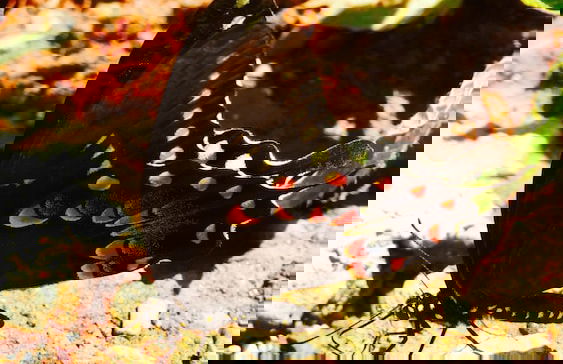 Mountain of Dreams At Lavista Cove - Foto 18