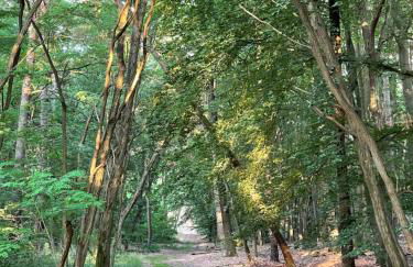 Ferienwohnung Unter den Linden - Foto 23