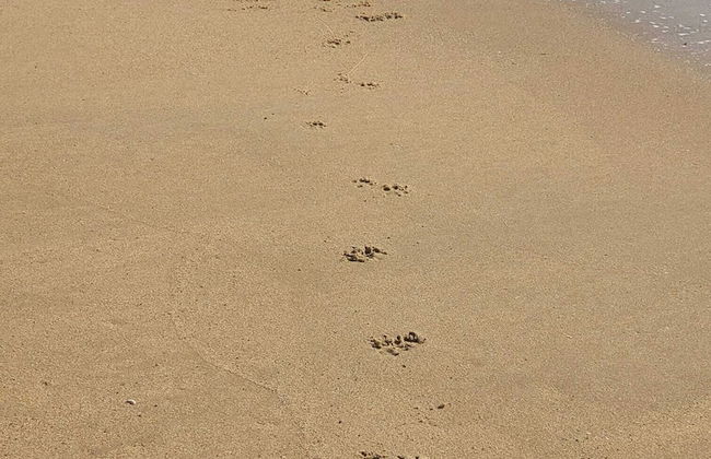 New Forest 2-bed Premium Holiday Home, New Milton - Foto 28