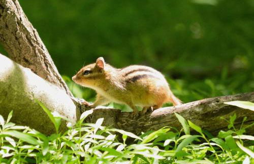 3 Acre Lake Paradise Swimming Pool & Jacuzzi HotTub! - Foto 55